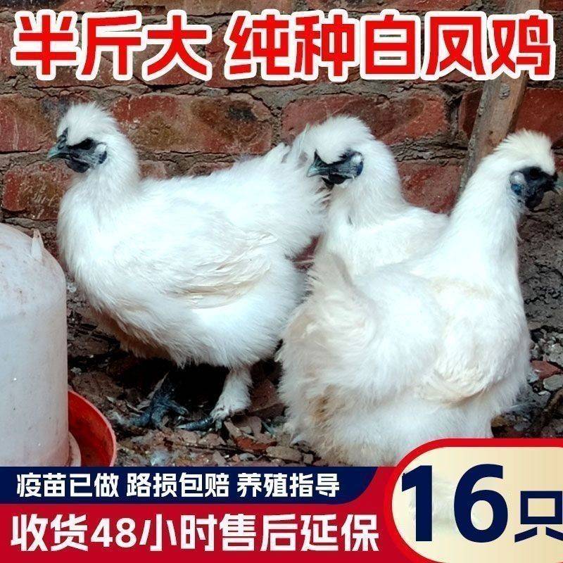 纯种白凤乌鸡活苗半斤鸡苗活苗脱温鸡苗正宗泰和乌鸡农家散养
