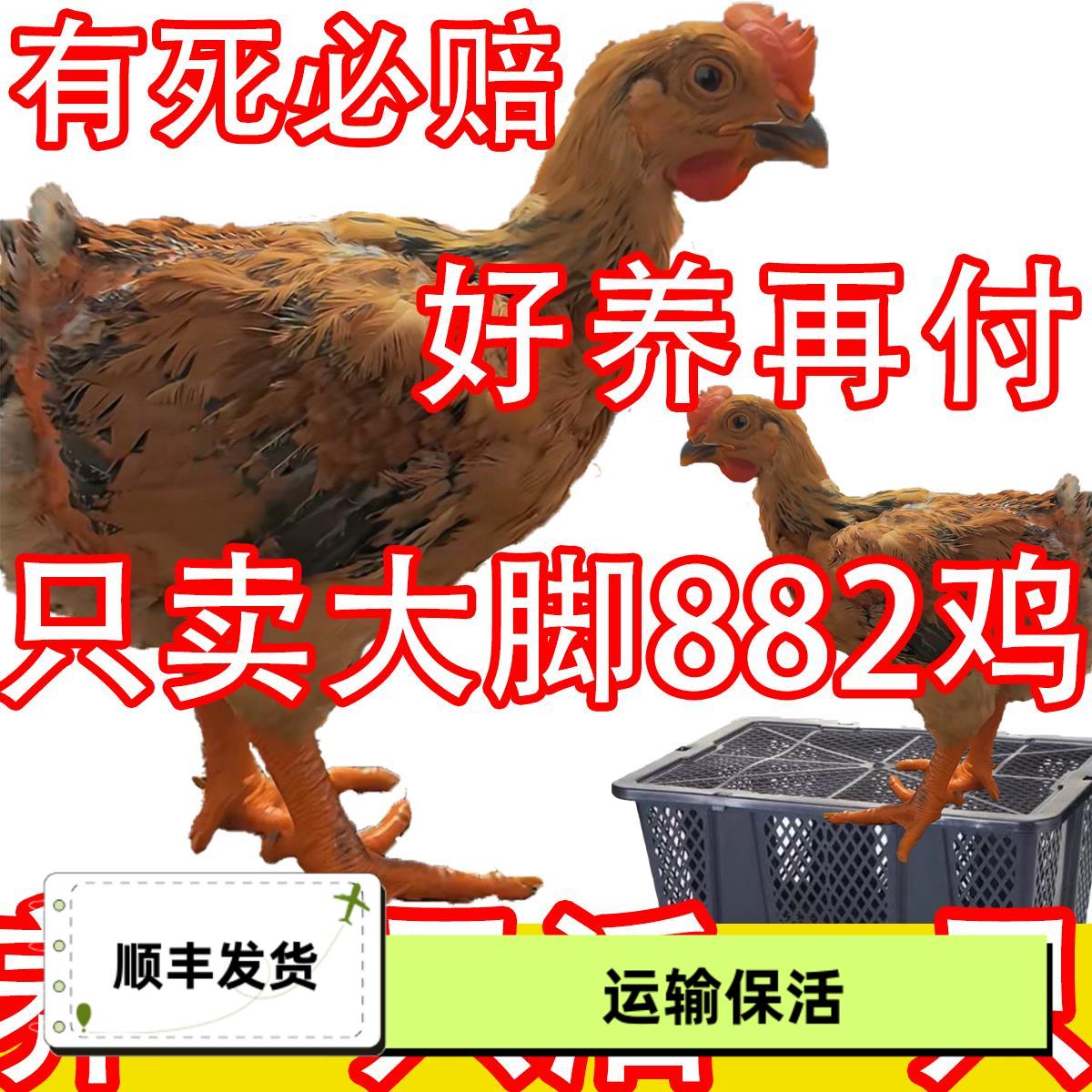 【只卖正品】大种882鸡苗