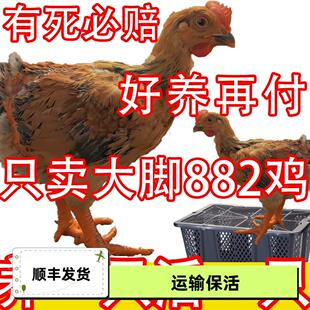 【只卖正品】大种882鸡苗半大K9鸡手工阉鸡便宜小鸡1斤红公鸡幼崽