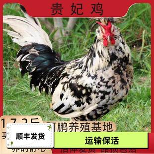 1.7-2斤正宗贵妃鸡成年活的鸡苗珍珠贵妃鸡贵妃鸡好七彩散养自养