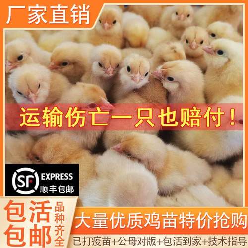 小鸡活苗三黄鸡五黑鸡苗芦花鸡活苗土鸡仔麻鸡绿壳蛋鸡苗小鸡苗活