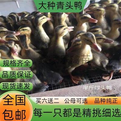 散养半斤绿头鸭苗青绍兴