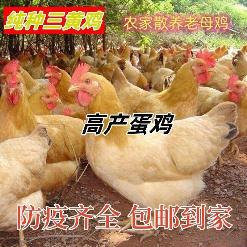 正宗散养三黄鸡活苗纯种土鸡半斤左右小鸡仔土鸡脱温包邮包活到家