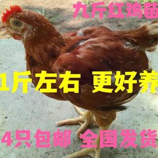 【首单直降】正品九斤红鸡苗一斤九斤黄鸡1斤红玉鸡红公鸡苗