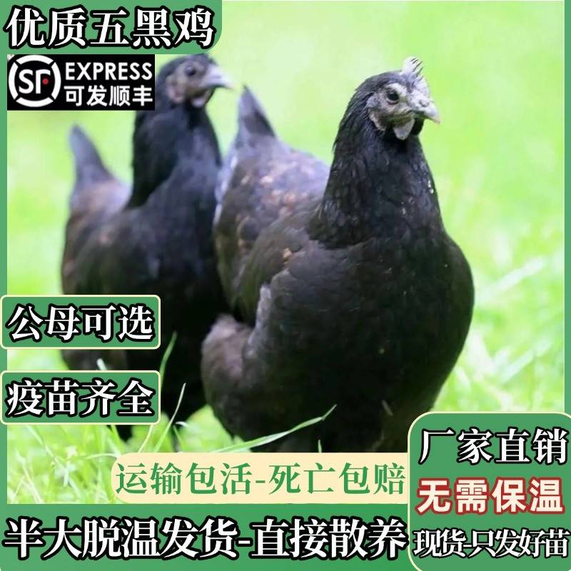 小鸡活苗纯种五黑鸡活苗脱温半大一斤乌骨鸡苗包活家养产绿壳蛋鸡