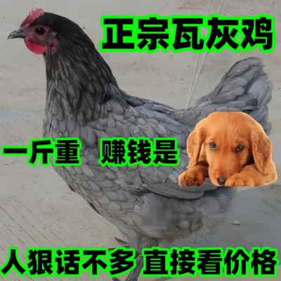 半大瓦灰鸡包纯种散养土