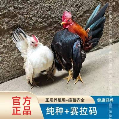 塞拉玛观赏鸡苗马来西亚玲珑鸡矮脚鸡元宝鸡小体宠物鸡苗青年鸡