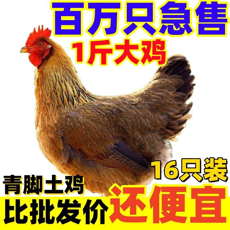 正宗土鸡苗一斤大鸡苗活苗麻羽农家散养绿壳蛋鸡高产蛋笨鸡
