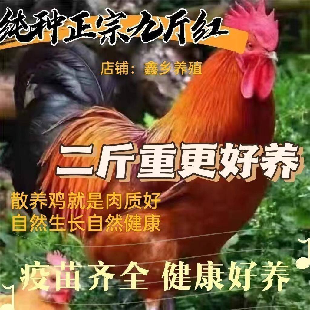 5斤左右九斤红大公鸡红玉活鸡成年鸡大红公鸡