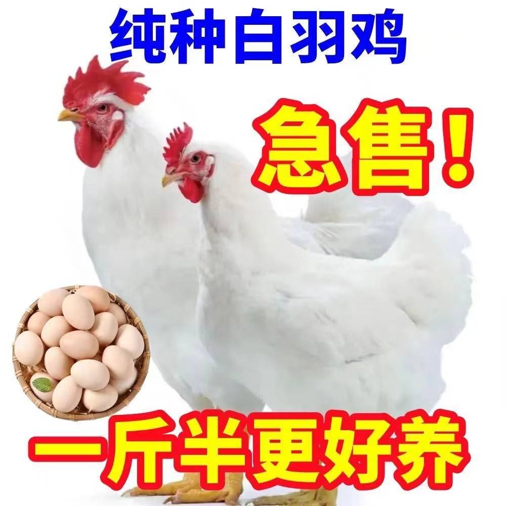 1斤高产白羽鸡活的纯白鸡大型公鸡药引公鸡产蛋母鸡包活家养散养