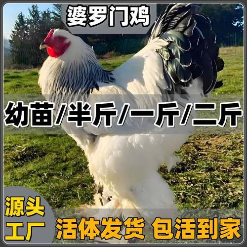 正宗梵天鸡活苗纯种婆罗门鸡苗大型观赏鸡腿毛半大活苗宠物鸡一斤