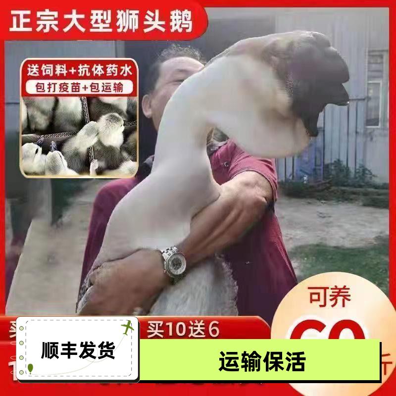 狮头鹅苗正宗特大潮汕种