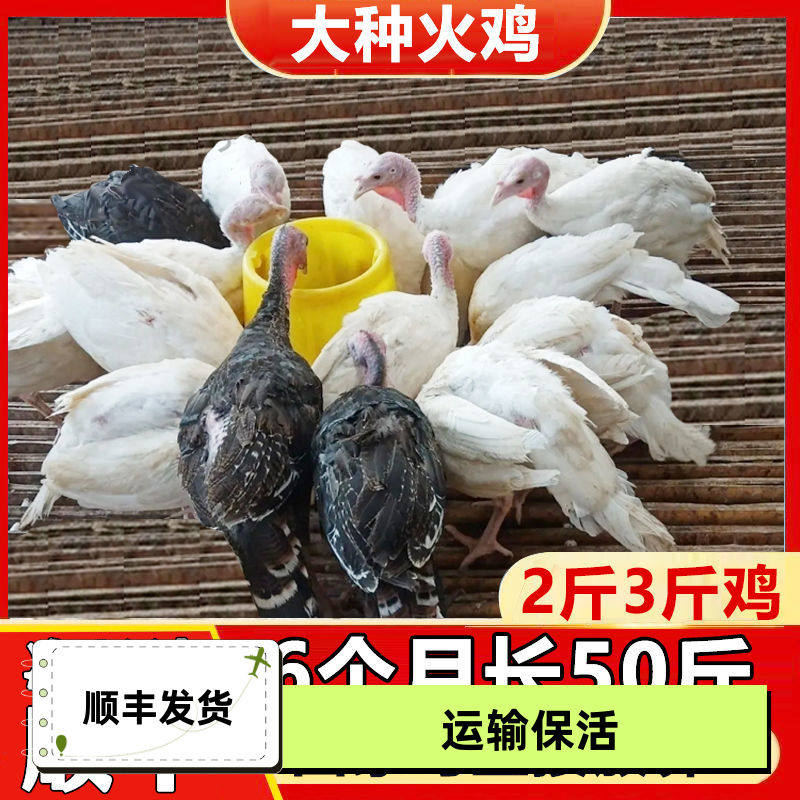 【100存活】2斤3斤青铜尼古拉火鸡优质贝蒂娜鸡苗大型鸡幼苗大种,农用物资,动物种苗,淘宝优惠券,粉丝福利购,淘宝优惠卷