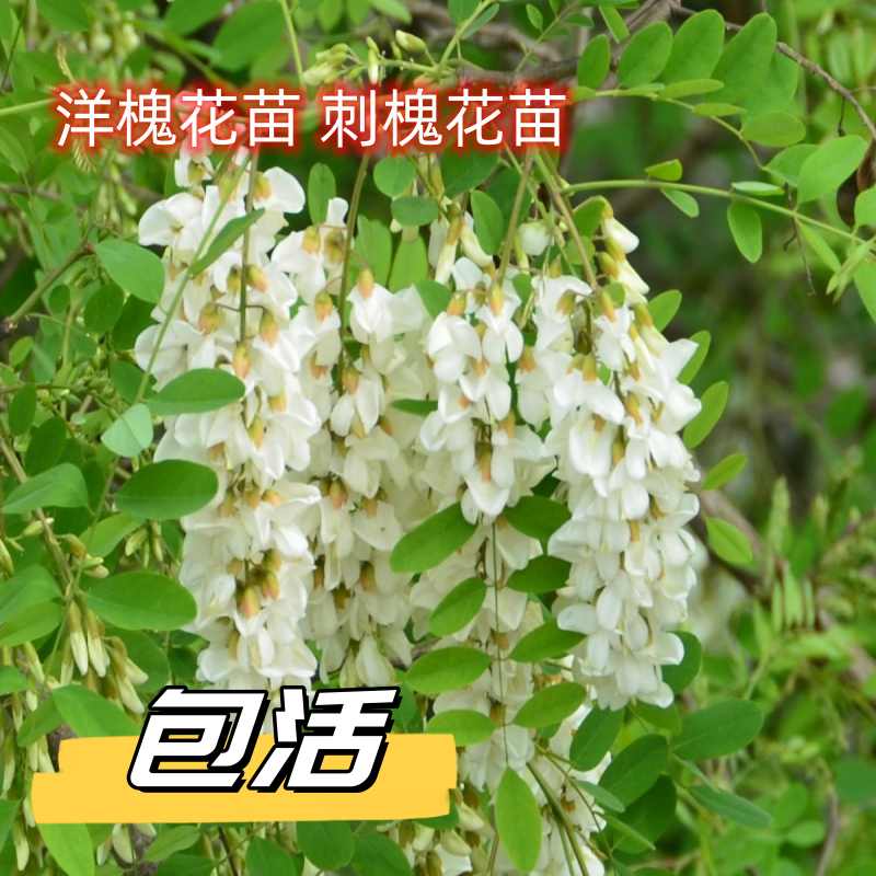 刺槐洋槐洋槐树庭院白色可以食用