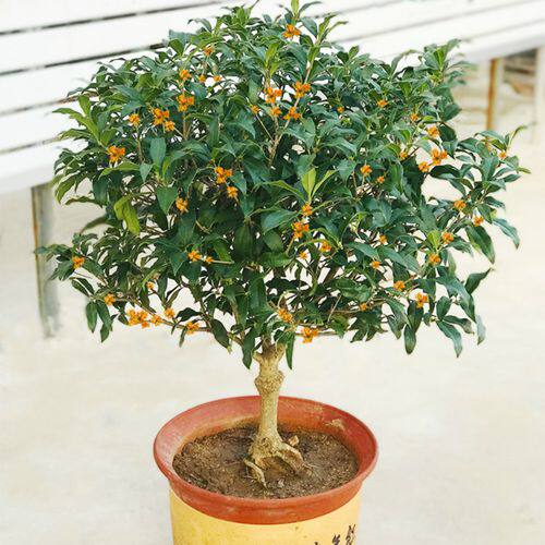 桂花树苗盆栽地栽黄金桂丹桂沉香桂花