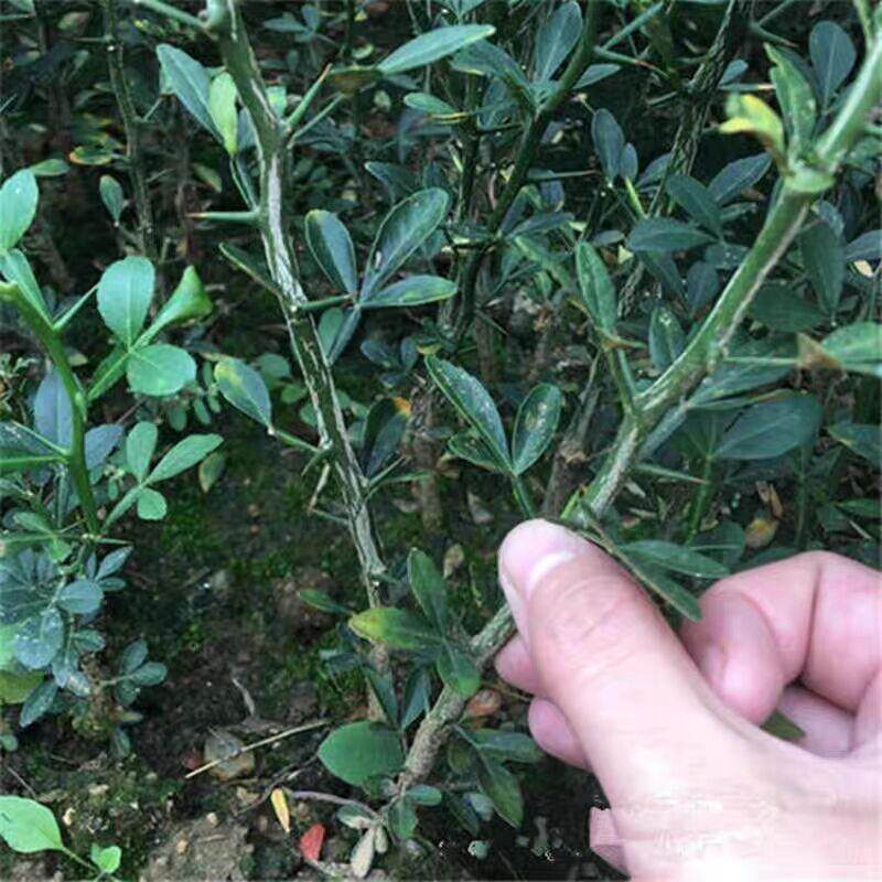 优质枳壳苗枸橘苗 可嫁接沃柑橙子 庭院护栏围园篱笆墙带刺植物