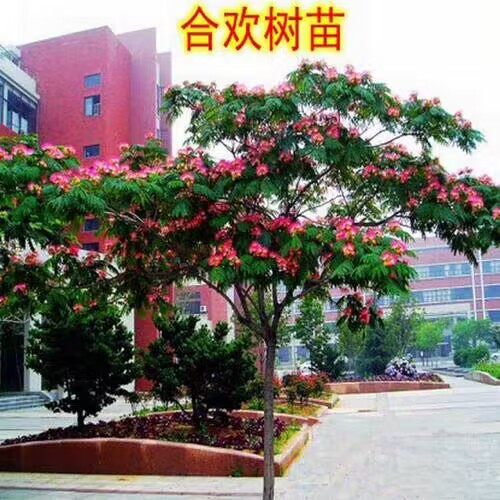 合欢树苗庭院室外花卉植物芙蓉树