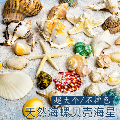 Natural seashells, seashells, starfish, fish tank landscaping, handmade DIY materials, photo frames, wind chimes, drift