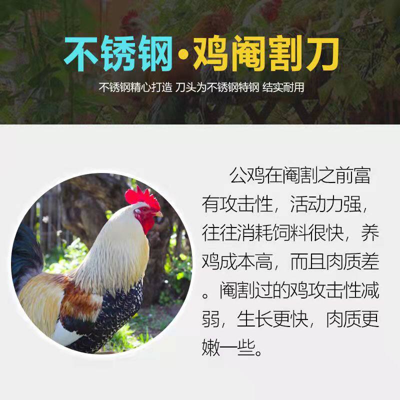 。不锈钢专业全套阉鸡工具大鸡小鸡阉割刀 公鸡阉鸡刀 阉鸡器阉割