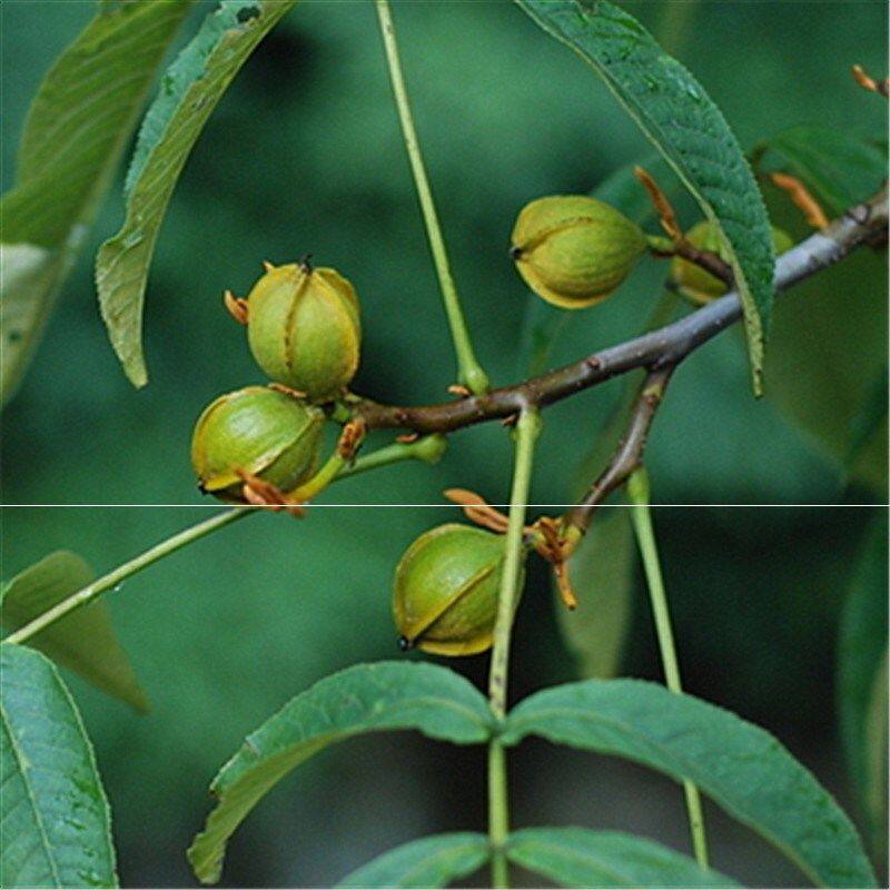 东北文玩核桃树苗核桃楸苗秋子树苗胡桃楸苗景观绿化树苗干果苗er