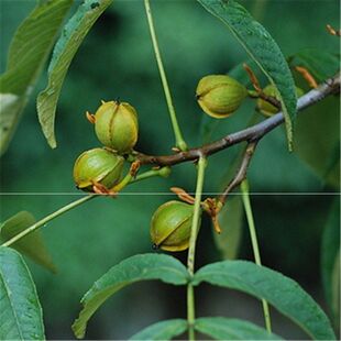 东北文玩核桃树苗核桃楸苗秋子树苗胡桃楸苗景观绿化树苗干果苗er
