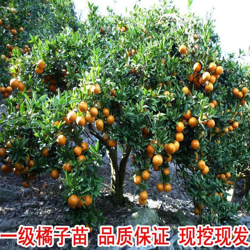 嫁接早熟砂糖橘脆皮金桔子红美人柑橘树苗南北方地栽盆栽特大果树图片