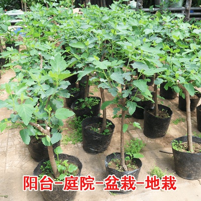 无花果树果苗当年结果南方北方四季种植阳台庭院盆栽矮化果树树苗