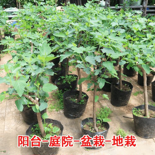 无花果树果苗当年结果南方北方四季种植阳台庭院盆栽矮化果树树苗