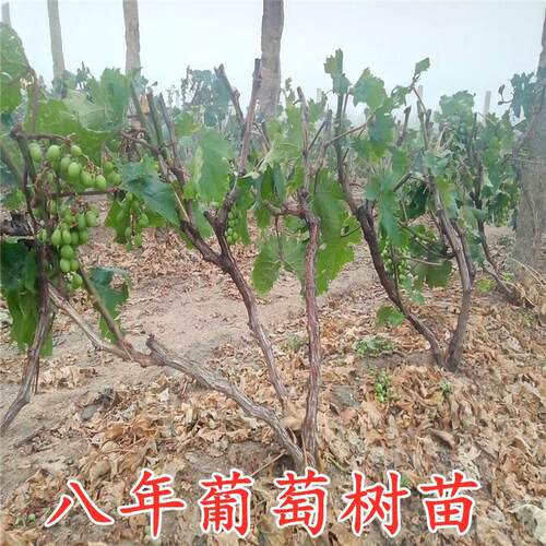 葡萄树苗爬果树藤嫁接葡萄苗地栽盆栽苗当年结果南方北方种植包。