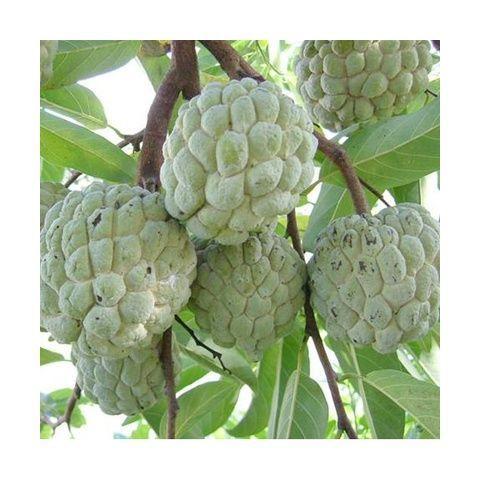 佛陀果番荔枝苗台湾释迦果苗番荔枝树苗佛头果凤梨释迦果树苗图片