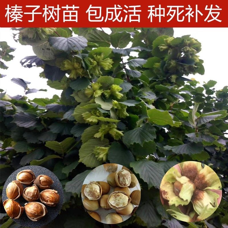 榛子苗美国大榛子树苗辽榛玉坠平欧树地栽盆栽南北方种植当年结果