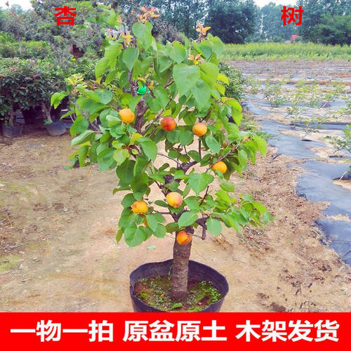 嫁接杏树苗盆栽地栽果树苗南北方种植杏子苗盆景当年结果特大黄杏
