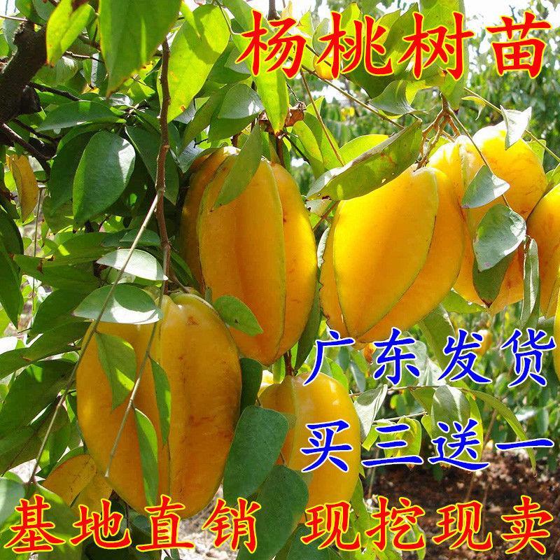 杨桃果树苗 台湾四季甜红杨桃嫁接树苗南方种植当年结果地栽盆栽图片