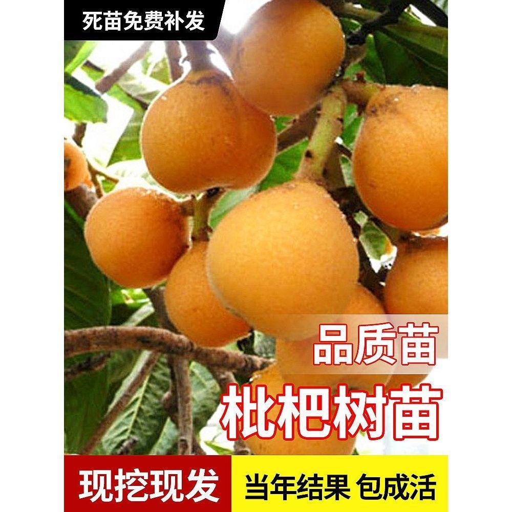盆栽枇杷苗无核五星白玉特大树嫁接果树果苗南方北方四季水果种植图片