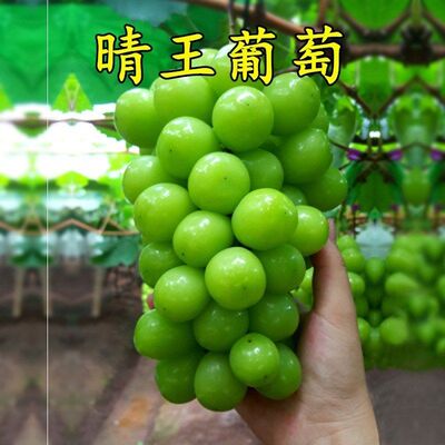 新品种晴王葡萄苗 晴王葡萄 日本引进品种晴王葡萄苗  精品葡萄苗