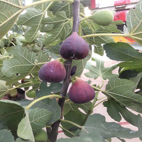 无花果苗特大四季水果苗波姬红无花果树果苗南北方种植当年结果