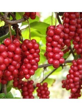 名贵珍稀药材五味子苗南北五味子树苗冷饭坨 称驼子结果丰产易管