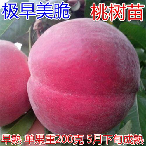 特早熟桃树苗极早美脆桃树苗 嫁接桃苗当年结果南北方种植果树苗