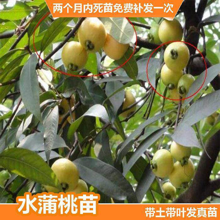 稀有果树 罗浮山蒲桃树 海南蒲桃苗,水蒲桃树苗 南北方盆栽