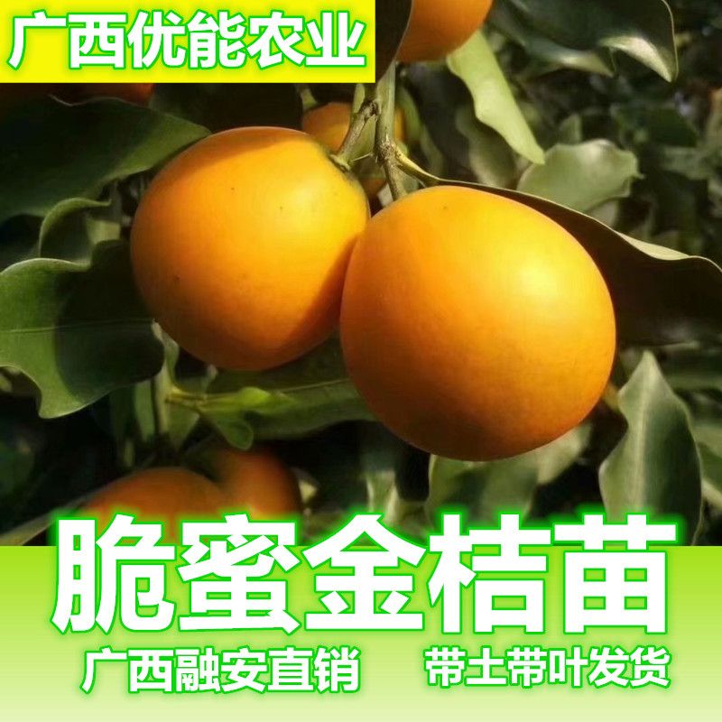 广西融安脆蜜金桔苗金桔树苗盆栽金桔大果无籽四季结果地栽