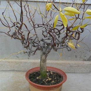 龙须枣树盆栽盆景蟠龙树树苗南北方种植新奇植物满30包邮山东枣苗