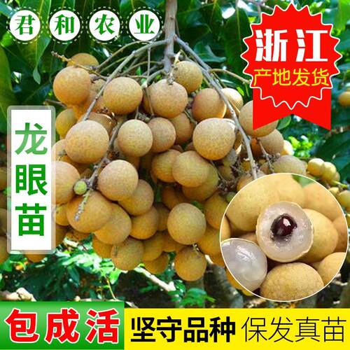 水果苗石硖龙眼苗四季阳台盆栽地栽嫁接果树苗南北方种植当年结果