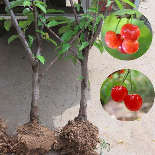 嫁接拉宾斯大樱桃树苗美国车厘子苗果树苗南方北方盆栽樱桃苗