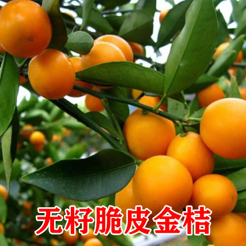 金桔树盆栽带果带土球脆皮金桔苗食用金橘子树苗室内阳台种植图片