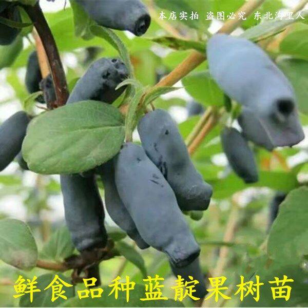 蓝靛果苗 山茄子苗 蓝靛果树苗 羊奶子苗 黑瞎子苗新品种蓝靛果苗