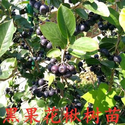 不老梅苗 黑果花楸树苗  果树苗 黑果花楸苗  花秋树苗 3年苗