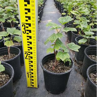 红醋栗苗果树苗东北特产红灯笼果适合南北方庭院种植当年结果