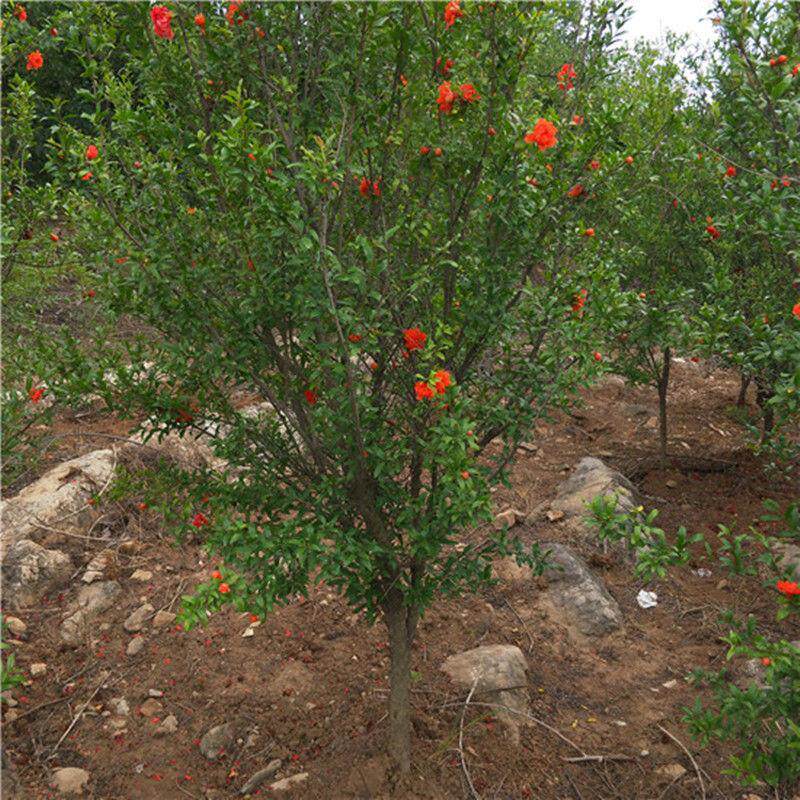 石榴树苗 突尼斯软籽无籽石榴苗 当年结果盆栽地栽大石榴树果树苗