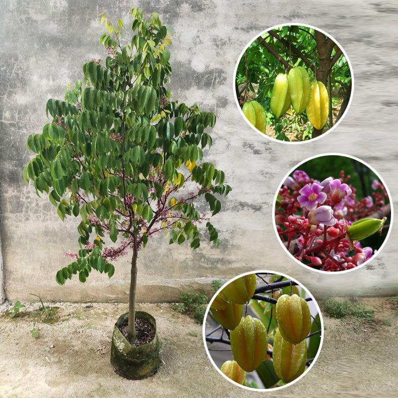 杨桃树果苗 嫁接苗四季 甜杨桃果树苗 南方种植当年结果地栽盆栽图片