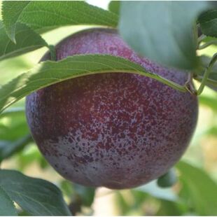 布朗果果树苗南北方庭院地栽嫁接果树阳台盆栽特大当年结果李子苗